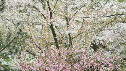 The white cherry flowers blooming in the park in spring
