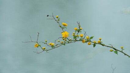 The white cherry flowers blooming in the park in spring
