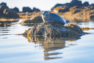 A wild grey seal lying on a rock at the Ytri Tunga beach,  Iceland.