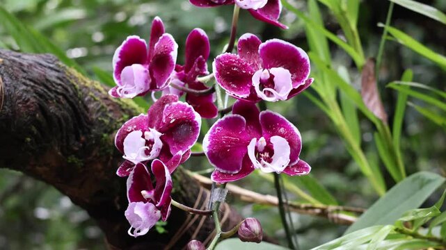 Pink Phalaenopsis or Moth dendrobium Orchid flover. with natural blur background at Orchidirium balikpapan, Indonesia