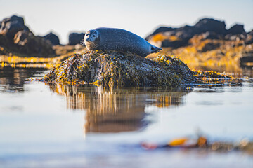 A wild grey seal lying on a rock at the Ytri Tunga beach,  Iceland.