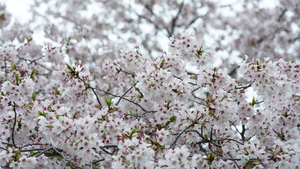 The white cherry flowers blooming in the park in spring
