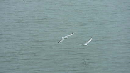The birds flying in the sky freely
