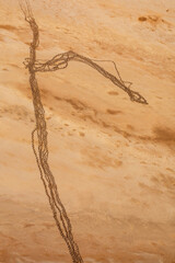 Aerial photograph of camels tracks in the red sandy desert of Lake Eyre-Kati Thanda following the arrival of water.