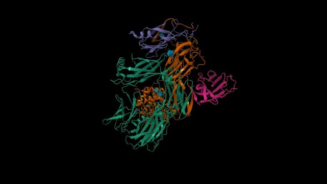 Cryo-EM structure of complement C4b in complex with nanobody B5 (magenta). Animated 3D cartoon and molecular surface models, entity id color scheme, pdb 7b2p, black background