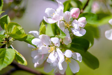 Flowering branch of pear in the garden in spring
