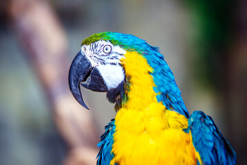 Blue-and-yellow Macaw sitting on a branch at the zoo
