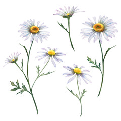 Chamomile flowers set. Watercolor illustration of a hand-painted daisy. Botanical painting of pharmacy flowers. A bouquet of white wildflowers on an isolated background. Clipart for postcards.