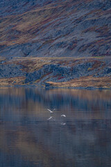 The fjords landscape in Westfjords of Iceland, autumn time.