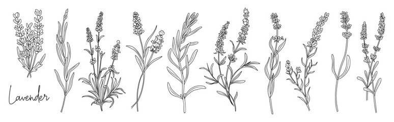 Lavender flower line art drawing. Hand drawn black ink sketch. Modern design for tattoo, wedding invitation, logo, cards, packaging. Trendy greenery vector illustration isolated