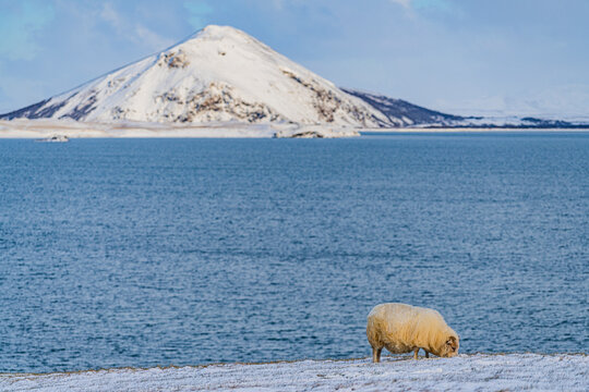 The winter landscape at the volcanic area of M&yacute;vatn lake, Iceland.