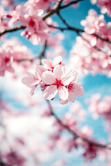 dreamy background of spring blossom tree