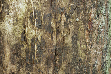 The surface of the bark of old trees