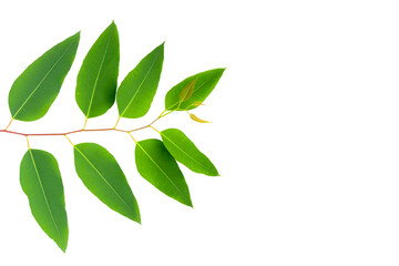 Eucalyptus leaves on white background.
