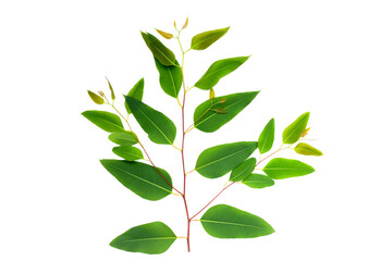 Eucalyptus leaves on white background.