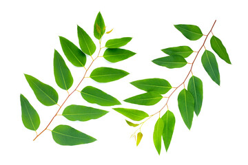 Eucalyptus leaves on white background.