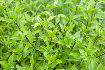 Thai sweet basil herb plant