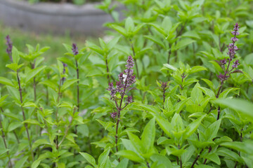 Thai sweet basil herb plant
