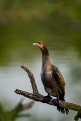 wild indian cormorant or Indian shag or Phalacrocorax fuscicollis at keoladeo national park bharatpur sanctuary rajasthan india Non breeding bird portrait with blue iris in natural green background