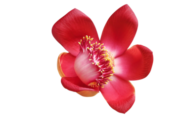 Beautiful Cannonball tree isolated on transparent background png file