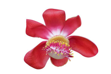 Beautiful Cannonball tree isolated on transparent background png file