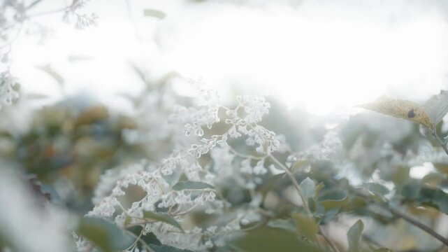 Selective focus of Bukhara fleeceflower white plants with green leaves and blurry background