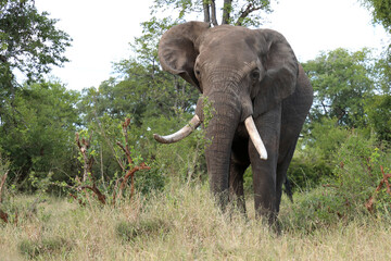 Afrikanischer Elefant / African elephant / Loxodonta africana..