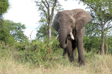 Naklejka premium Afrikanischer Elefant / African elephant / Loxodonta africana