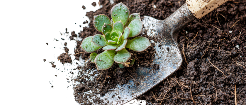 Freshly Planted Succulent in Rich Dark Soil with Garden Trowel, Showing New Growth and Gardening Passion for Indoor and Outdoor Plant Enthusiasts, transparent background