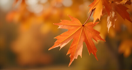 Autumn Maple Leaf in Warm Light