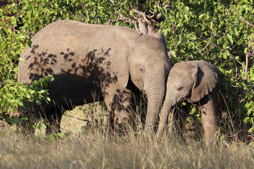 Obraz premium Afrikanischer Elefant / African elephant / Loxodonta africana