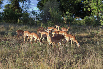 Schwarzfersenantilope / Impala / Aepyceros melampus