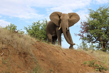Afrikanischer Elefant / African elephant / Loxodonta africana..