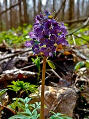 Corydalis - This is a small plant that grows along streams, on the slopes of sea shores, in tall grass and forests.
