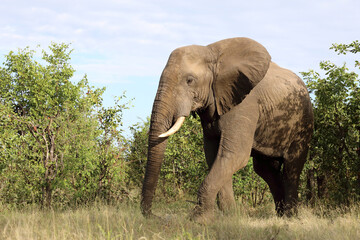 Fototapeta premium Afrikanischer Elefant / African elephant / Loxodonta africana