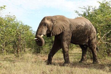 Fototapeta premium Afrikanischer Elefant / African elephant / Loxodonta africana