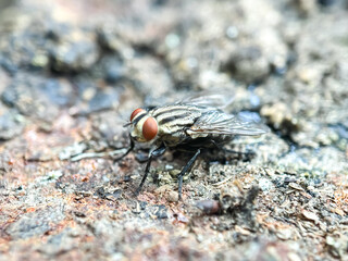 Close up of flesh flies (Sarcophagidae)