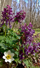 Obraz premium Corydalis - This is a small plant that grows along streams, on the slopes of sea shores, in tall grass and forests. 