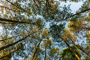 Pine forest situated adjacent to a body of water prior to sunset