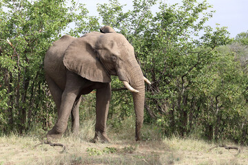 Afrikanischer Elefant / African elephant / Loxodonta africana