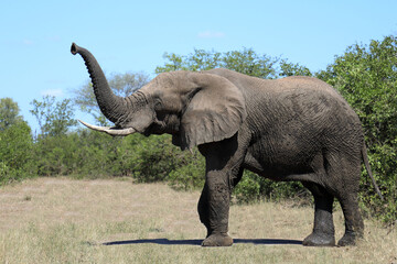 Afrikanischer Elefant / African elephant / Loxodonta africana