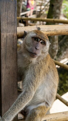 Thailand - Jan 2025 (Bangkok  - Ao NAng - Koh Lanta - Koh Phi Phi - Phuket)