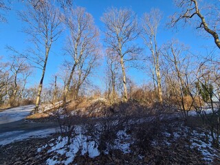 Plänterwald Forest In Winter, Berlin Treptow