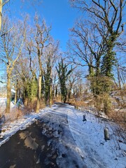 Obraz premium nature at winter season in the Plänterwald Forest in Berlin Treptow