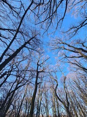 Tree View At The Plänterwald Forest In Berlin Treptow