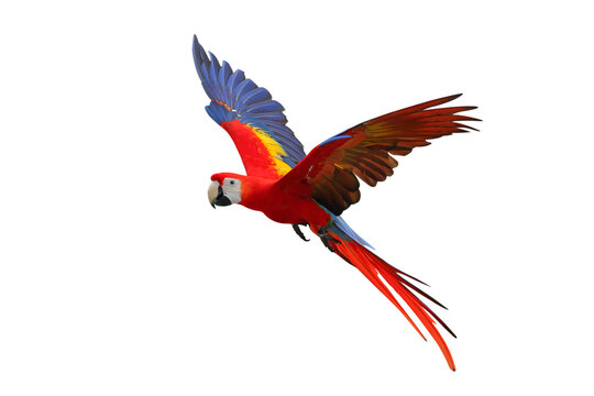 Colorful flying Scarlet Macaw parrot isolated on transparent background png file
