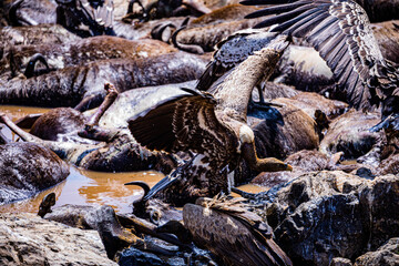 Vultures Maasai Mara River 