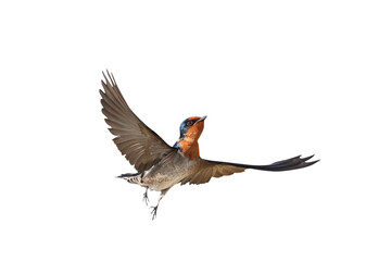Beautiful flying Pacific Swallow isolated on transparent background png file

