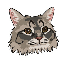 vector illustration of a cat