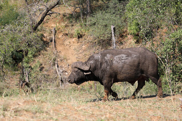 Naklejka premium Kaffernbüffel / African buffalo / Syncerus caffer